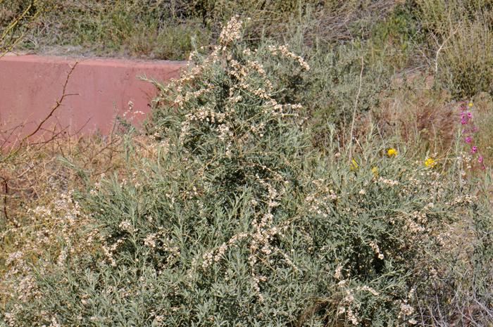 Four-wing Salt Bush or Fourwing as it is sometimes called provides excellent habitat for small ground birds, particularly quail and is a favorite browse for wildlife and livestock including goats and sheep. This species prefers sandy or saline soil but preferences vary across its large range. Atriplex canescens